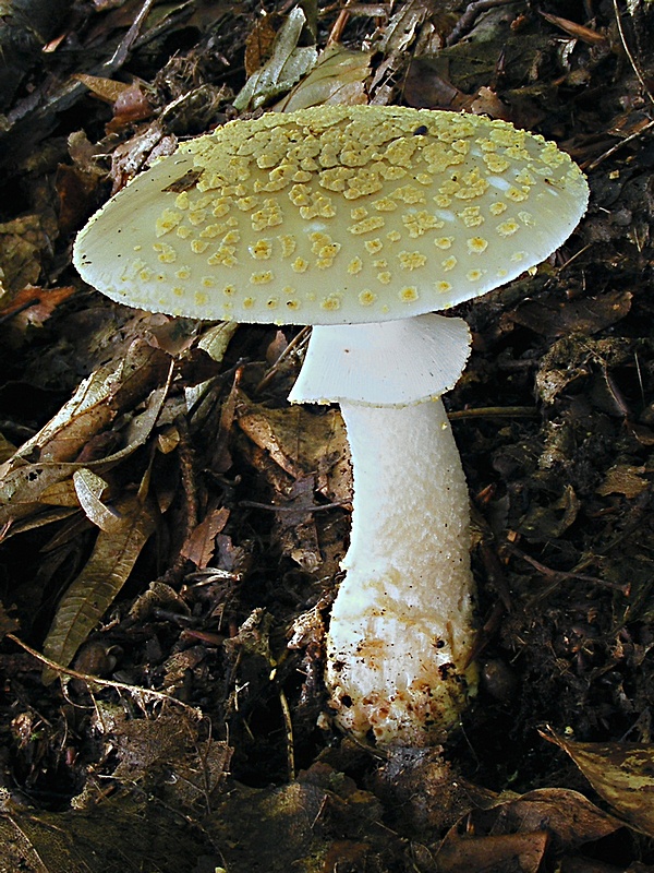 muchotrávka olivovohnedastá Amanita franchetii (Boud.) Fayod