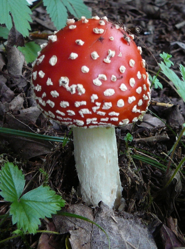 muchotrávka červená Amanita muscaria (L.) Lam.