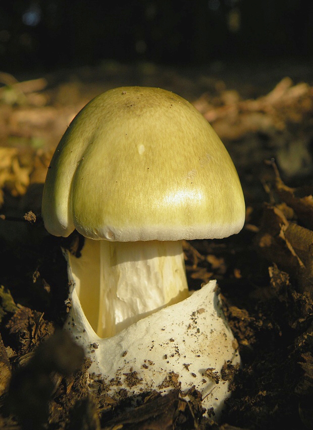 muchotrávka zelená Amanita phalloides (Vaill. ex Fr.) Link