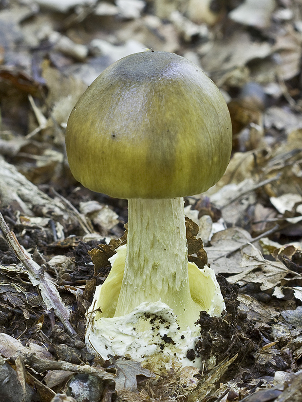 muchotrávka zelená Amanita phalloides (Vaill. ex Fr.) Link