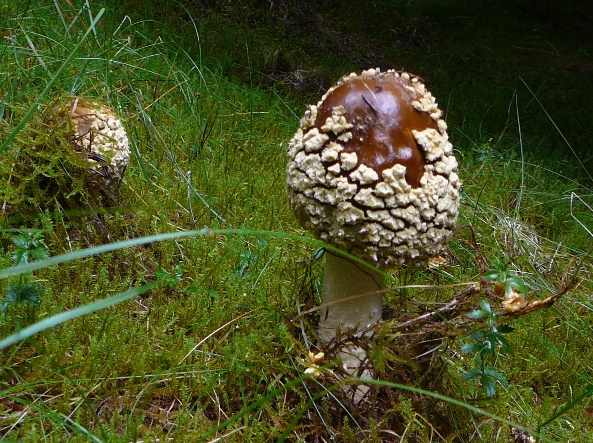 muchotrávka kráľovska Amanita regalis (Fr.) Michael