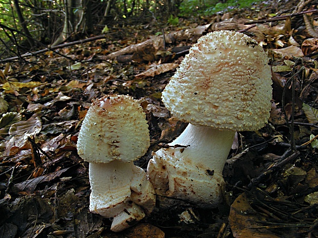 muchotrávka červenkastá Amanita rubescens Pers.