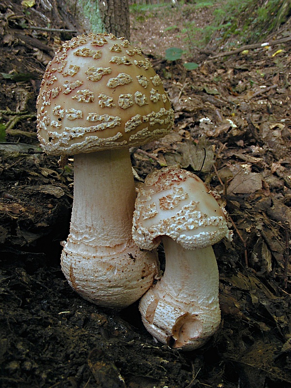 muchotrávka červenkastá Amanita rubescens Pers.