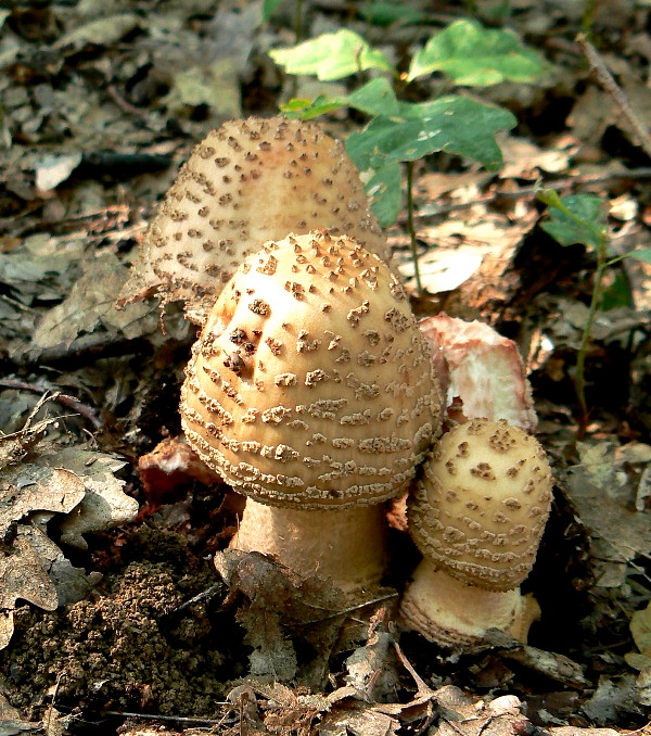 muchotrávka červenkastá Amanita rubescens Pers.