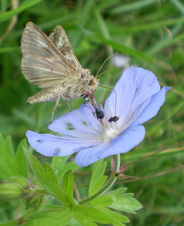 mora gama  Autographa gamma