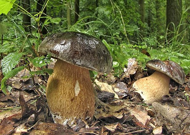 Hríb bronzový  Boletus aereus  Bull. ex Fr.