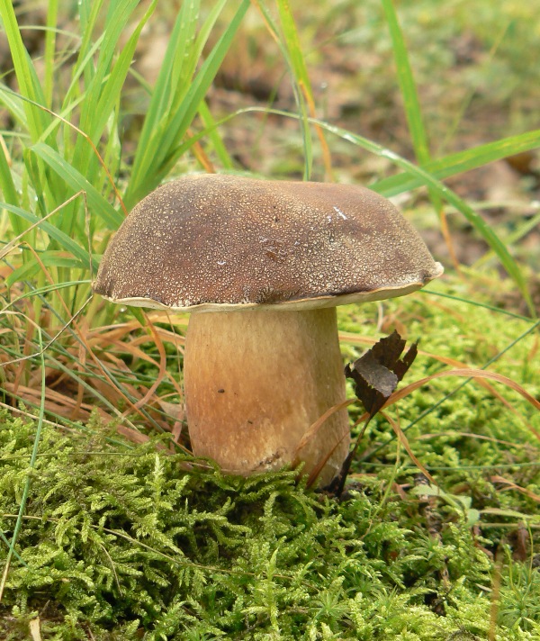 hríb bronzový Boletus aereus Bull. ex Fr.