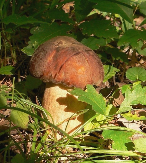 hríb bronzový Boletus aereus Bull. ex Fr.