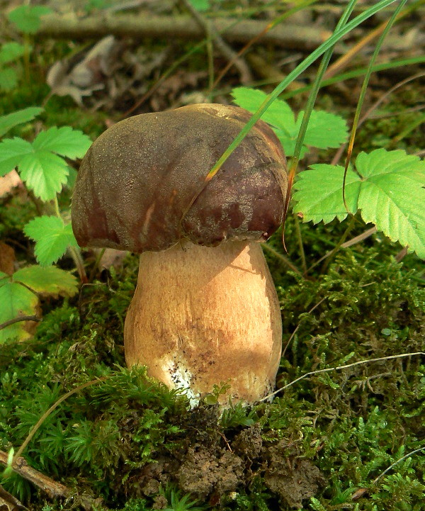 hríb bronzový Boletus aereus Bull. ex Fr.