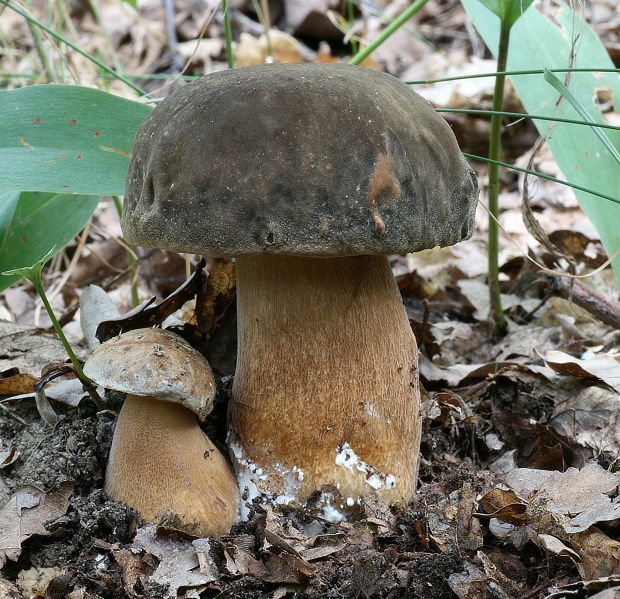 hríb bronzový Boletus aereus Bull. ex Fr.