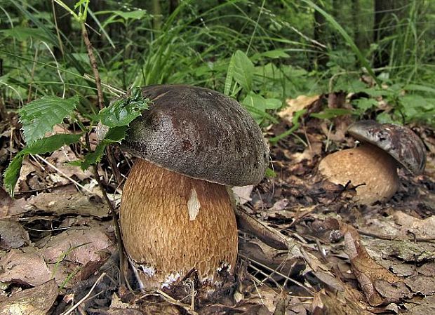 Hríb bronzový  Boletus aereus Bull. ex Fr.