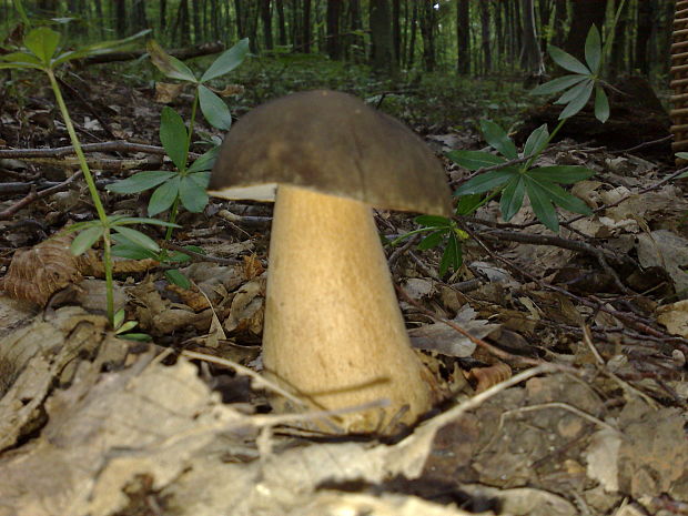 hríb bronzový Boletus aereus Bull. ex Fr.