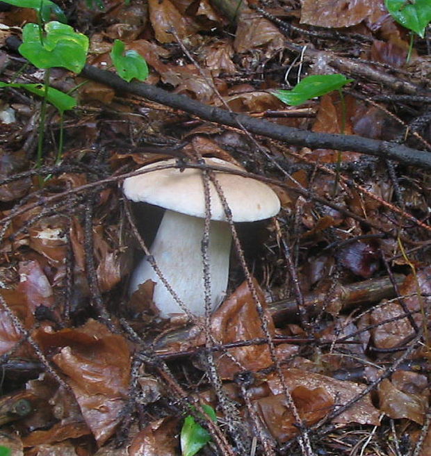 hríb smrekový Boletus edulis Bull.