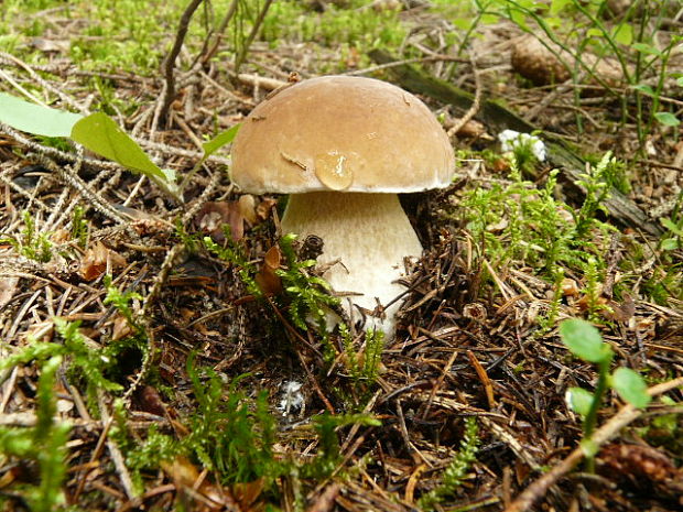 hríb smrekový Boletus edulis Bull.