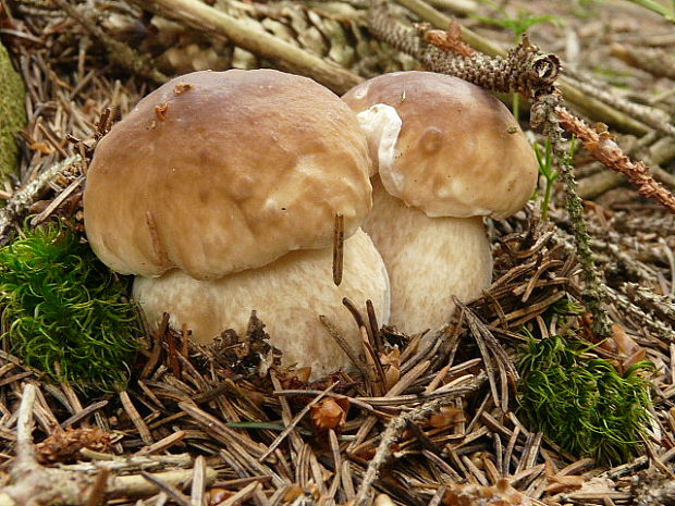 hríb smrekový Boletus edulis Bull.