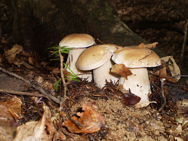 hríb smrekový Boletus edulis Bull.