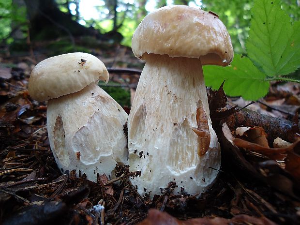 hríb smrekový Boletus edulis Bull.