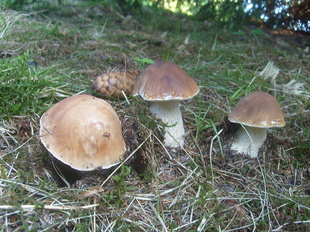 hríb smrekový Boletus edulis Bull.