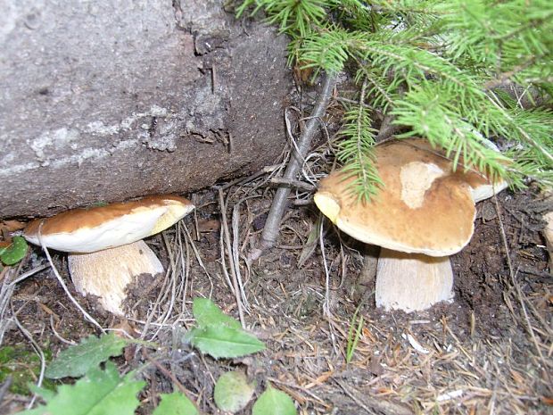 hríb smrekový Boletus edulis Bull.