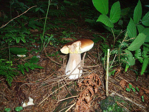 hríb smrekový Boletus edulis Bull.