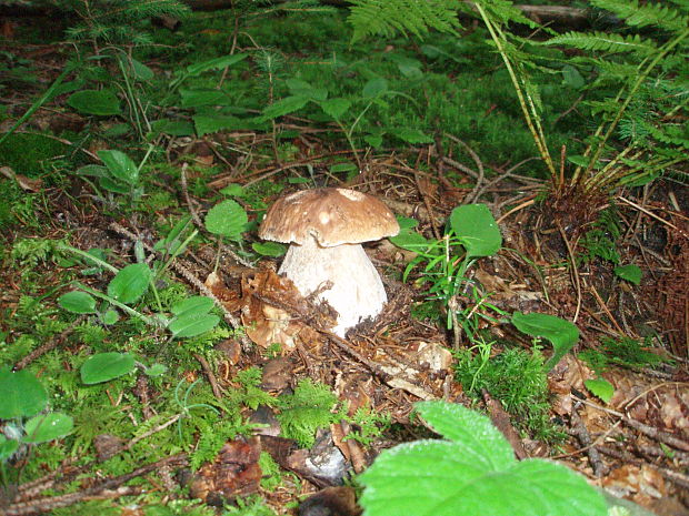 hríb smrekový Boletus edulis Bull.