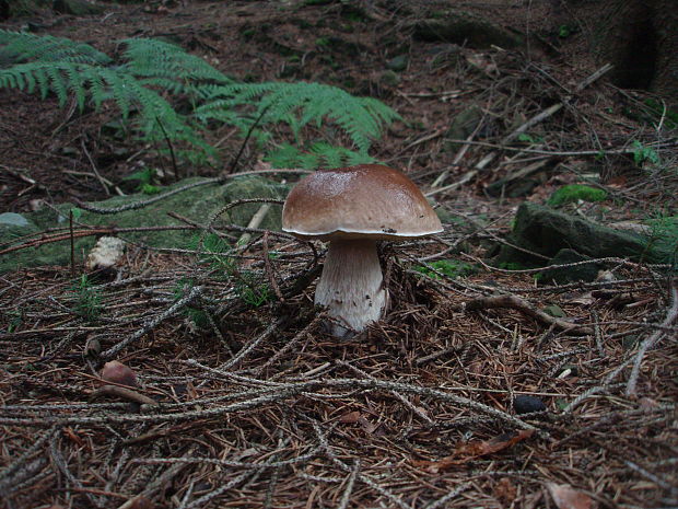 hríb smrekový Boletus edulis Bull.