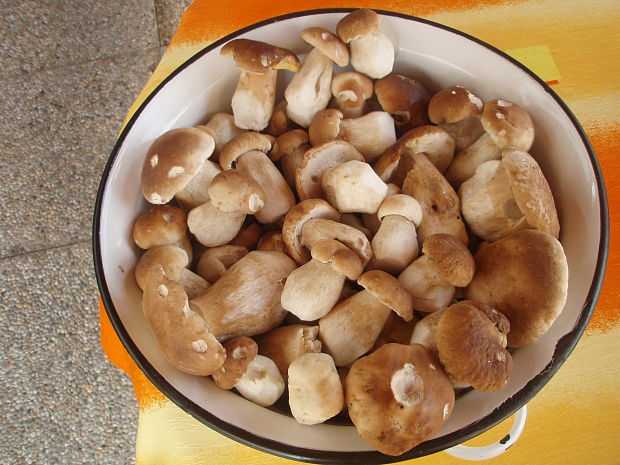 hríb smrekový Boletus edulis Bull.