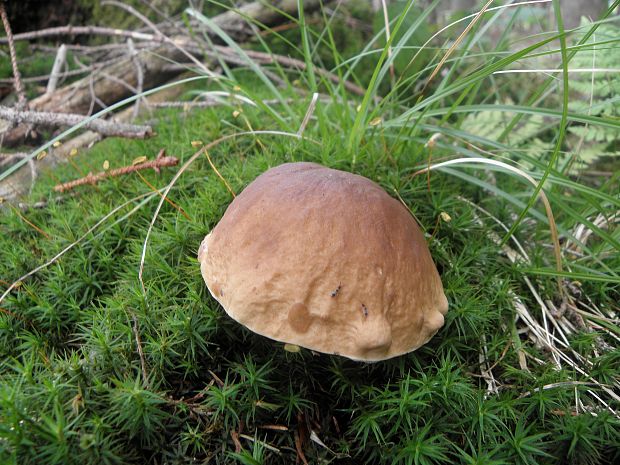 hríb smrekový Boletus edulis Bull.