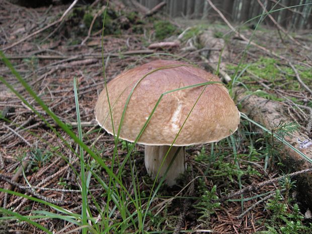 hríb smrekový Boletus edulis Bull.