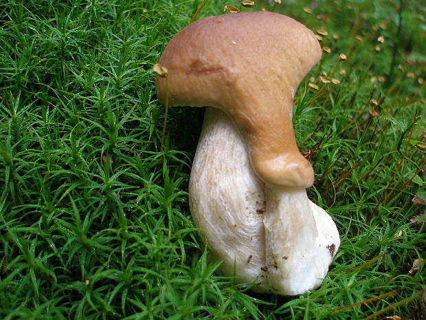 hríb smrekový Boletus edulis Bull.