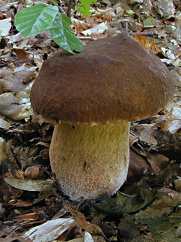 hríb dubový Boletus reticulatus Schaeff.