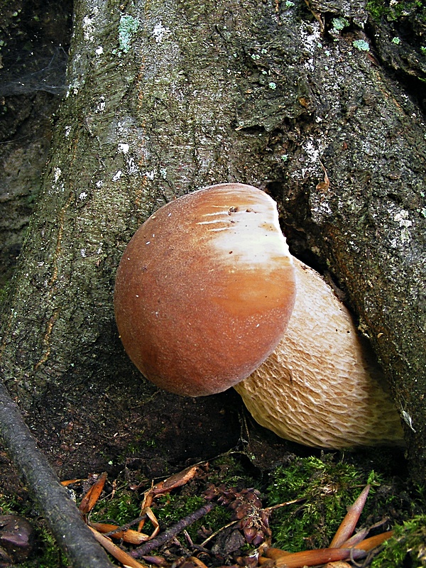 hríb dubový Boletus reticulatus Schaeff.