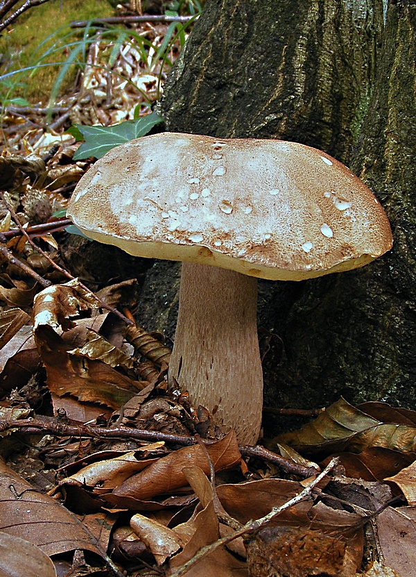 hríb dubový Boletus reticulatus Schaeff.