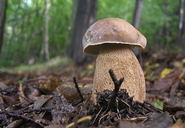 hríb dubový Boletus reticulatus Schaeff.