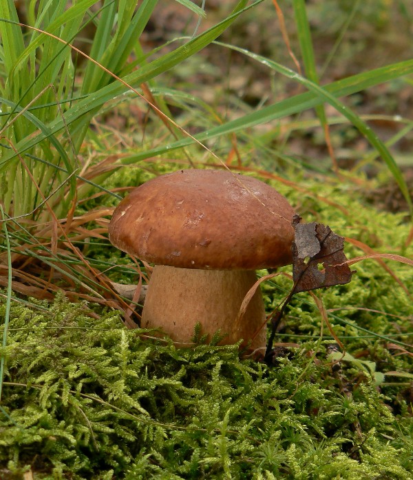 hríb dubový Boletus reticulatus Schaeff.