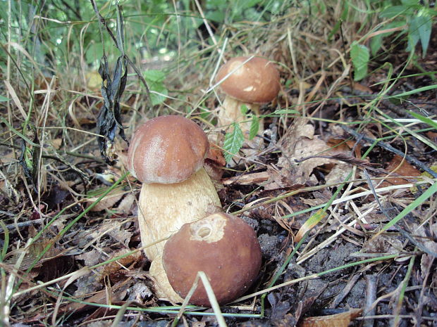 hríb dubový Boletus reticulatus Schaeff.