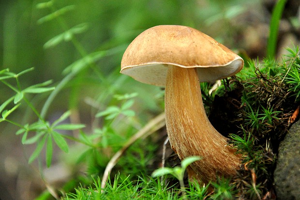 hríb dubový Boletus reticulatus Schaeff.