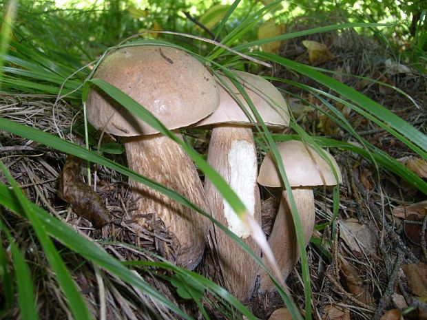 hríb dubový Boletus reticulatus Schaeff.