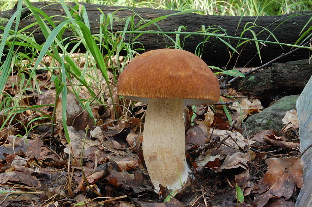 hríb dubový Boletus reticulatus Schaeff.