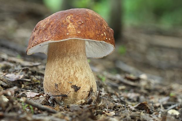 hríb dubový Boletus reticulatus Schaeff.