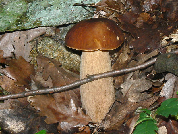 hríb dubový Boletus reticulatus Schaeff.