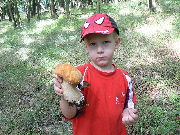 hríb dubový Boletus reticulatus Schaeff.