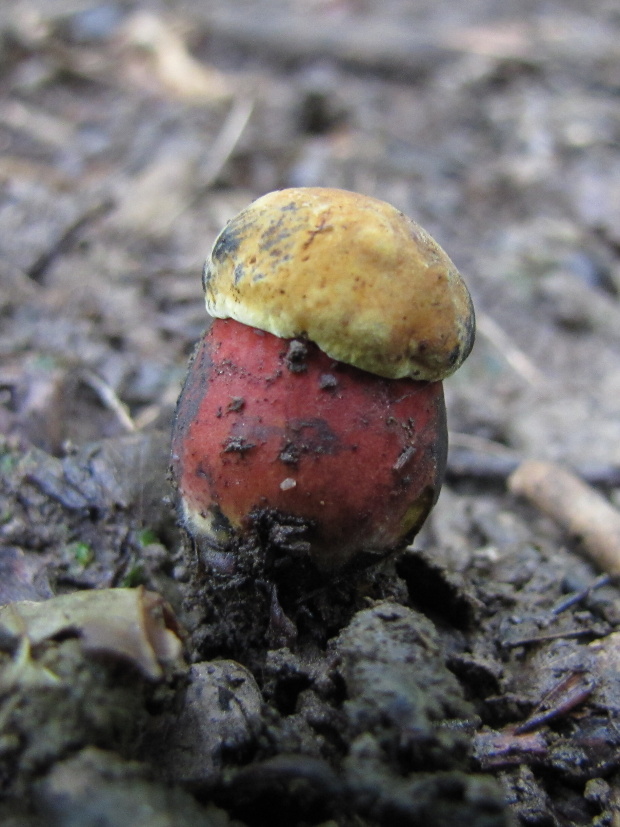 hríb Boletus sp.