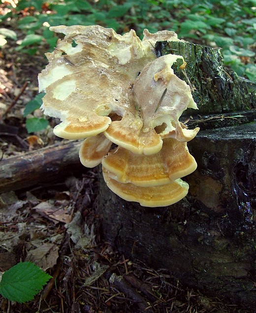 trsovec horský Bondarzewia mesenterica (Schaeff.) Kreisel