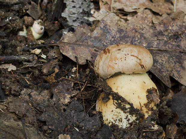 hríb príveskatý Butyriboletus appendiculatus (Schaeff. ex Fr.) Secr.