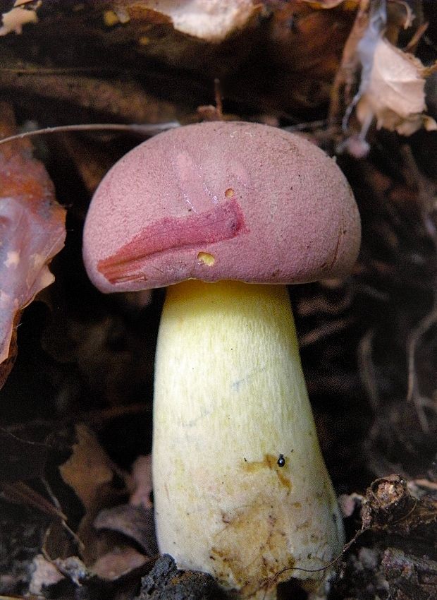 hríb nádherný Butyriboletus fuscoroseus (Smotl.) Vizzini & Gelardi