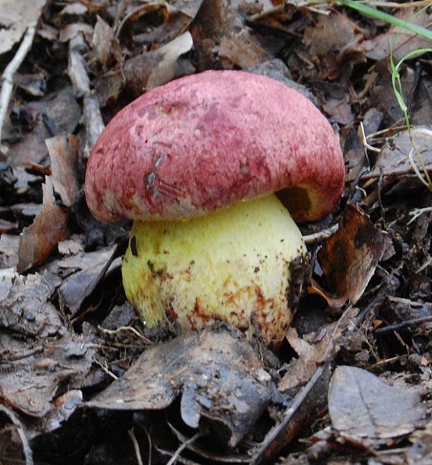 hríb kráľovský Butyriboletus regius (Krombh.) D. Arora & J.L. Frank