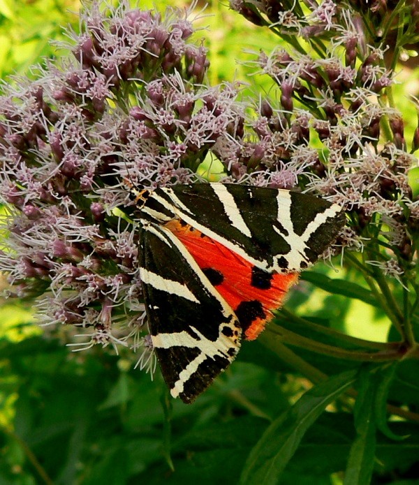 spriadač kostihojový Callimorpha quadripunctaria )