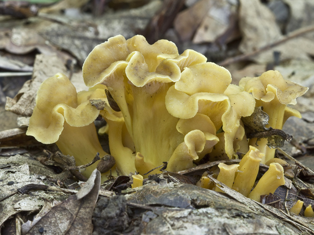 kuriatko žltohnedé Cantharellus lutescens Fr.