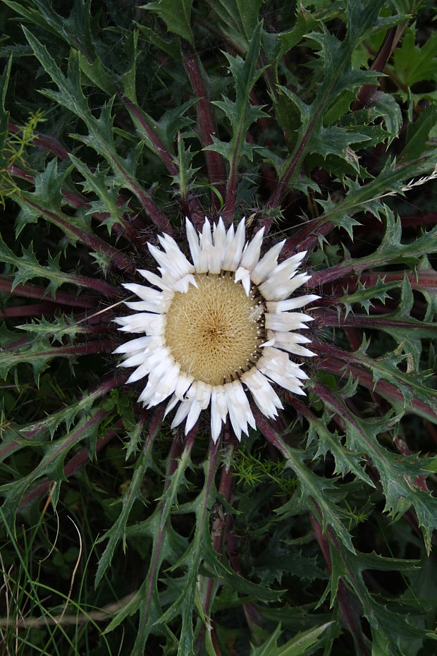 krasovlas bezbyľový Carlina acaulis subsp. acaulis L.